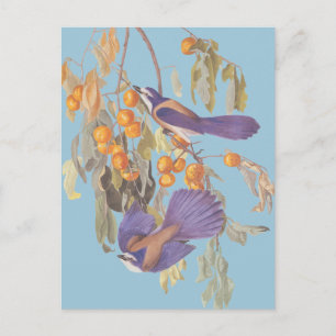 Carte Postale Blue Florida Scrub Jay Audubon Oiseaux avec Orange
