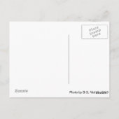 Carte Postale Blue Florida Sunset 2011 (Dos)