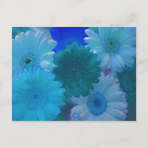 Carte postale Blue Gerbera Daisy