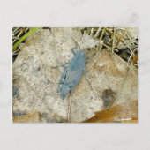 Carte postale Blue Grasshopper (Devant)