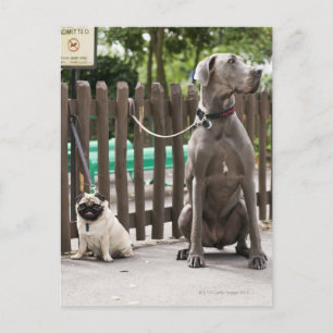 Carte Postale Blue Great Dane et chiens carlins en laisse