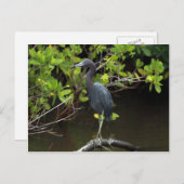 Carte postale Blue Heron (Devant / Derrière)