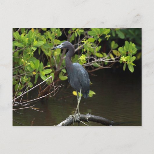 Carte postale Blue Heron (Devant)