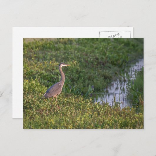 Carte postale Blue Heron (Devant / Derrière)
