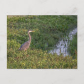 Carte postale Blue Heron (Devant)