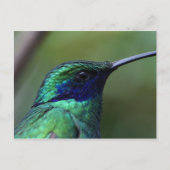 Carte postale Blue Humming Bird (Devant)