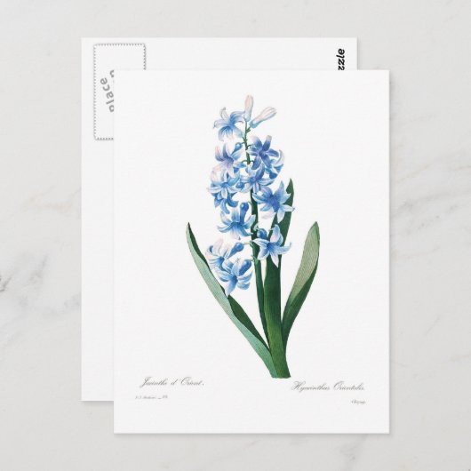 Carte Postale Blue Hyacinth (Devant / Derrière)