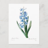 Carte Postale Blue Hyacinth (Devant)