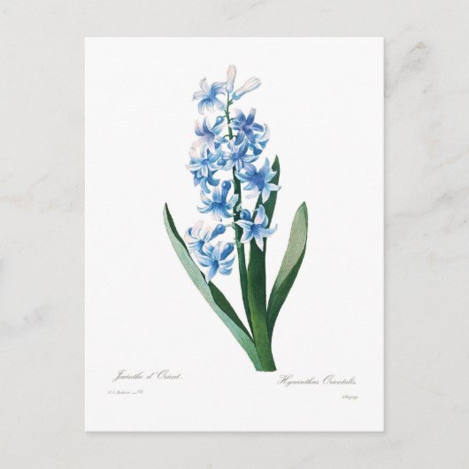 Carte Postale Blue Hyacinth (Devant)