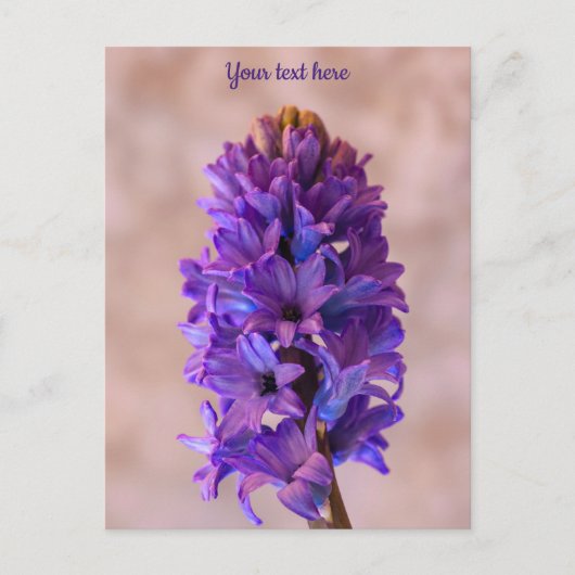 Carte postale Blue Hyacinth (Devant)