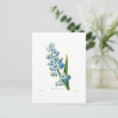 Carte Postale Blue Hyacinth (Debout devant)