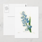 Carte Postale Blue Hyacinth (Devant / Derrière)