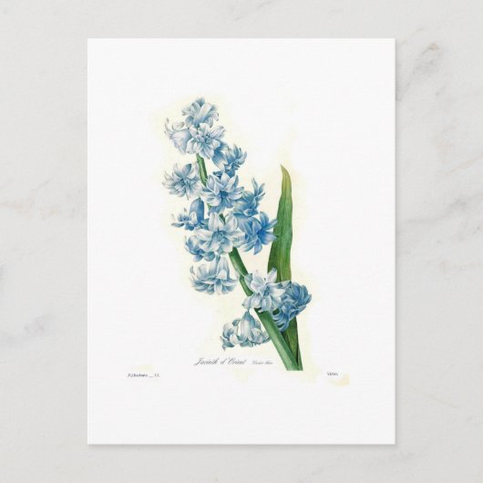 Carte Postale Blue Hyacinth (Devant)