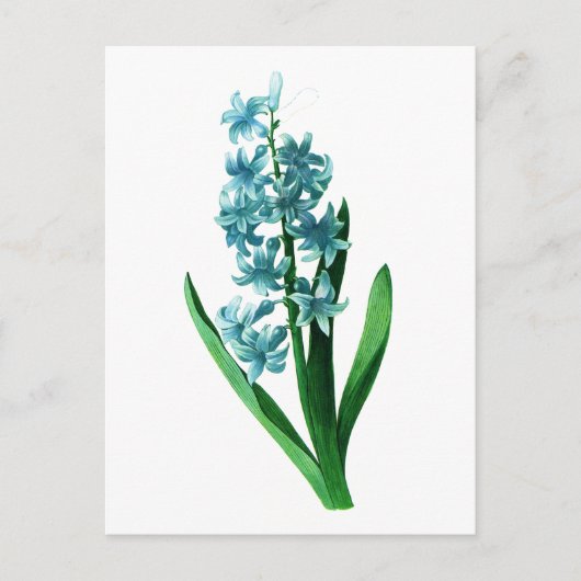 Carte Postale Blue Hyacinth par Pierre Joseph Redoute (Devant)