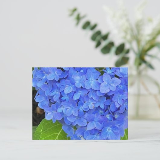 Carte postale Blue Hydrangea (Debout devant)