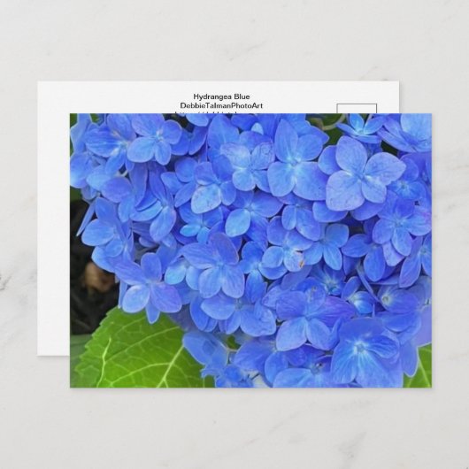Carte postale Blue Hydrangea (Devant / Derrière)