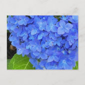 Carte postale Blue Hydrangea (Devant)