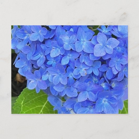 Carte postale Blue Hydrangea (Devant)