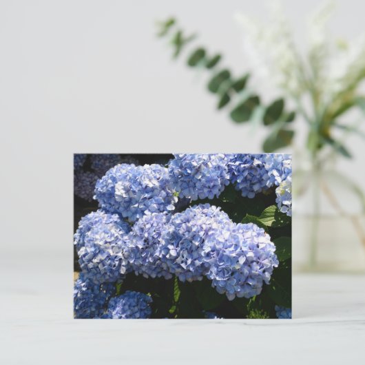 Carte postale Blue Hydrangea (Debout devant)