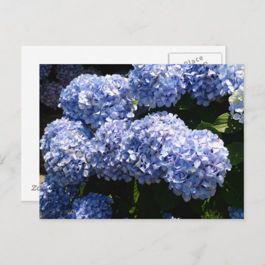 Carte postale Blue Hydrangea (Devant / Derrière)