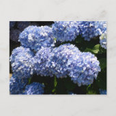Carte postale Blue Hydrangea (Devant)