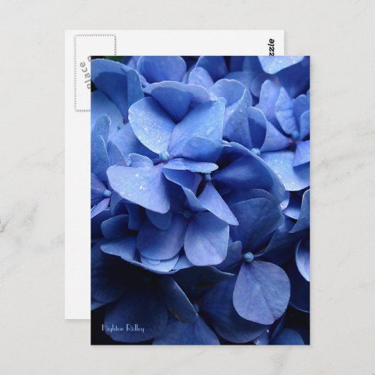Carte postale Blue Hydrangea (Devant / Derrière)