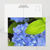 Carte postale Blue Hydrangea (Devant / Derrière)