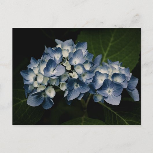 Carte postale Blue Hydrangea 8514 (Devant)