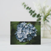 Carte postale Blue Hydrangea 8515 (Debout devant)