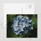 Carte postale Blue Hydrangea 8515 (Devant / Derrière)