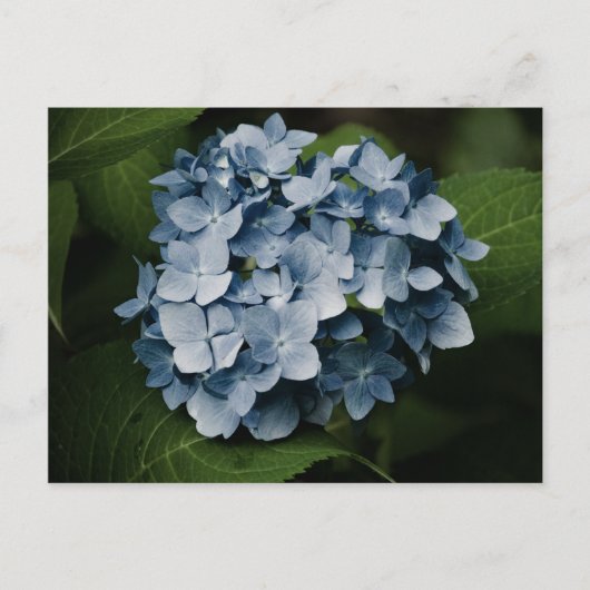 Carte postale Blue Hydrangea 8515 (Devant)