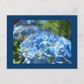 Carte postale Blue Hydrangea Fleurs Ajouter votre (Devant)