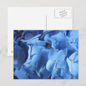 Carte postale Blue Hydrangea Flower Photo (Devant / Derrière)