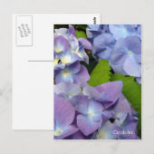 Carte Postale Blue Hydrangeas (Devant / Derrière)
