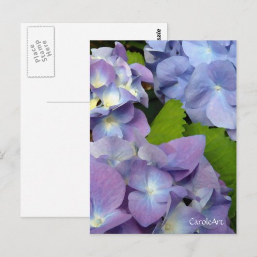 Carte Postale Blue Hydrangeas (Devant / Derrière)