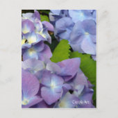 Carte Postale Blue Hydrangeas (Devant)