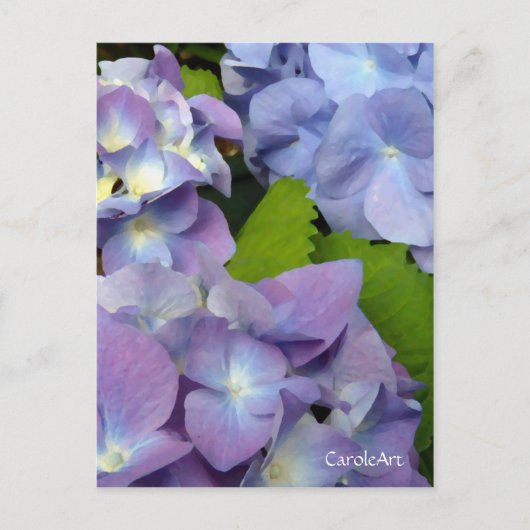 Carte Postale Blue Hydrangeas (Devant)