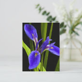 Carte postale Blue Iris (Debout devant)