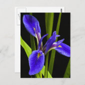 Carte postale Blue Iris (Devant / Derrière)