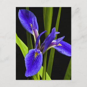 Carte postale Blue Iris