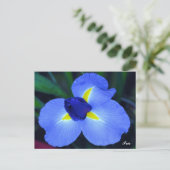 Carte postale Blue Iris (Debout devant)