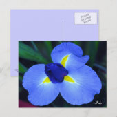 Carte postale Blue Iris (Devant / Derrière)