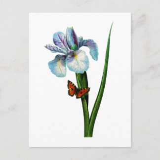 Carte Postale Blue Iris avec papillon par Redoute