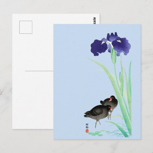 Carte Postale Blue Irises and Moorhens par Ohara Koson (Devant / Derrière)