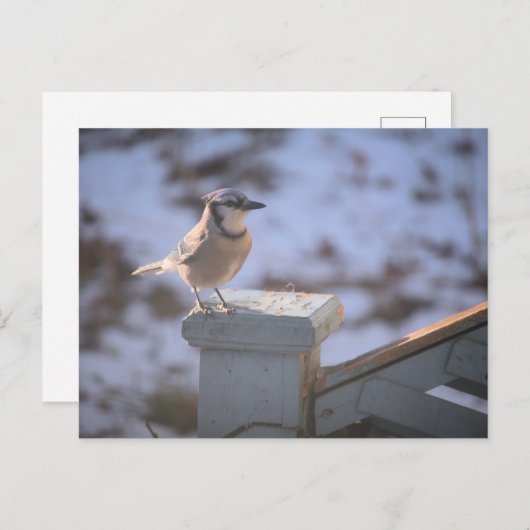 Carte Postale Blue Jay (Devant / Derrière)