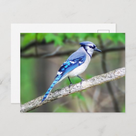 Carte postale Blue Jay (Devant / Derrière)