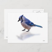 Carte Postale Blue Jay (Devant / Derrière)