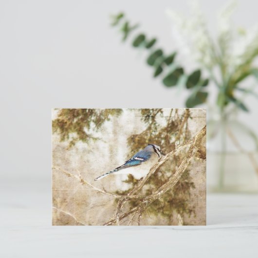 Carte Postale Blue Jay (Debout devant)