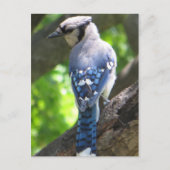Carte Postale Blue Jay (Devant)