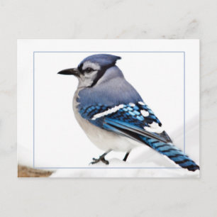 Carte Postale Blue Jay